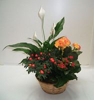 Panier de plantes à dominance orange avec spatiphyllum, bégonia, pommier d'amour (solanum) kalanchoé